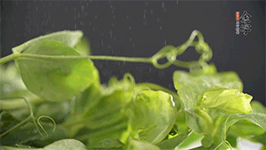 豌豆尖洗凈，切斷備用。