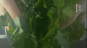 【面皮】1.鍋中水開時(shí)，放挑揀好的艾草和一撮小蘇打，第一遍煮開后倒掉，重新加水大火煮開后，小火煮1小時(shí)。煮爛的艾草用紗布瀝干。