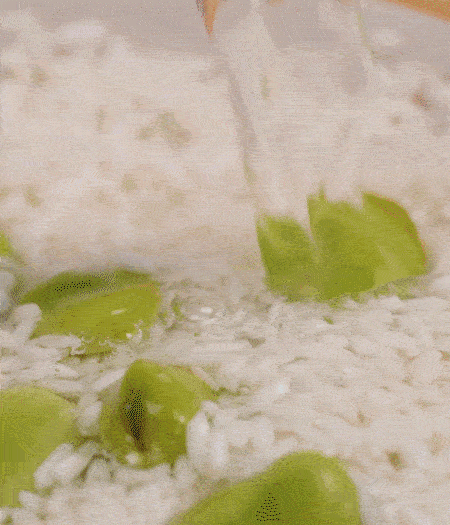 鍋底抹油，將淘洗干凈的大米，加蠶豆、清水，蓋蓋中火煮。